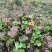 蜂斗菜种子冬花野南瓜野菜新鲜庭院阳台泡茶煲汤养生
