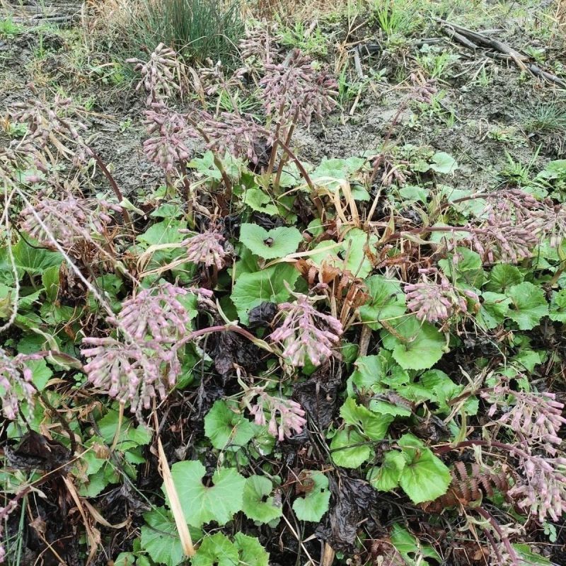 蜂斗菜种子冬花野南瓜野菜新鲜庭院阳台泡茶煲汤养生