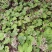 蜂斗菜种子冬花野南瓜野菜新鲜庭院阳台泡茶煲汤养生