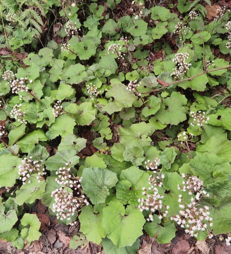 蜂斗菜种子冬花野南瓜野菜新鲜庭院阳台泡茶煲汤养生