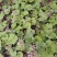蜂斗菜种子冬花野南瓜野菜新鲜庭院阳台泡茶煲汤养生