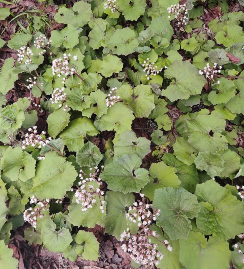 蜂斗菜种子冬花野南瓜野菜新鲜庭院阳台泡茶煲汤养生