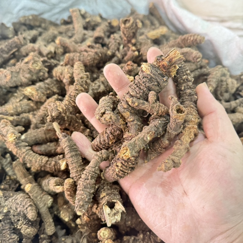 羌活个子精品选货到底产区批发零售包邮