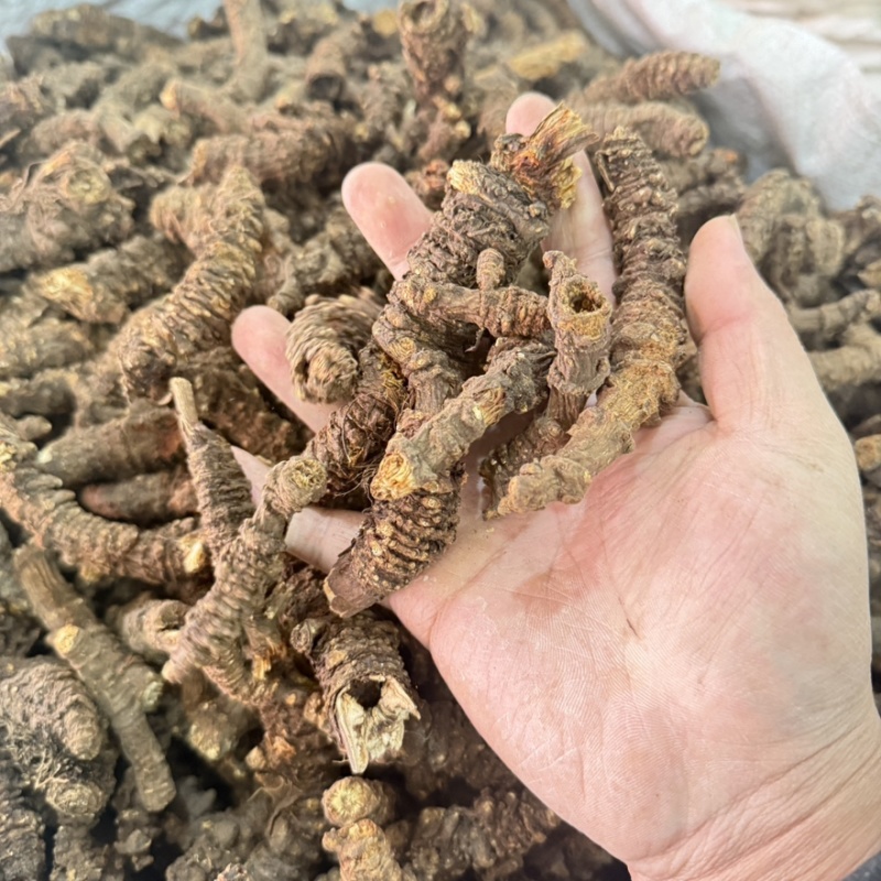 羌活个子精品选货到底产区批发零售包邮