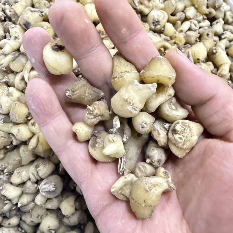 毛慈姑精品选货货源充足看图收货零售批发