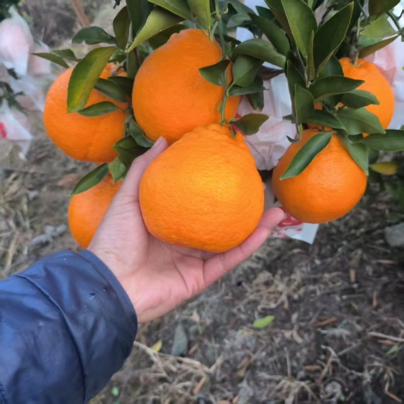 耙耙柑，产地直供，代收代发。公道合理，保证货源质量。