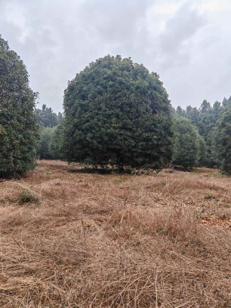 10米冠桂花树