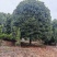 10米冠桂花树