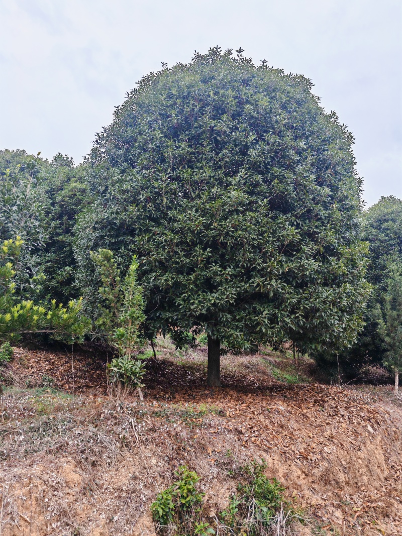 10米冠桂花树