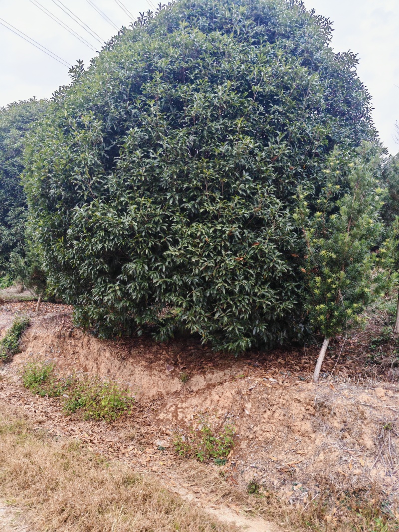 10米冠桂花树