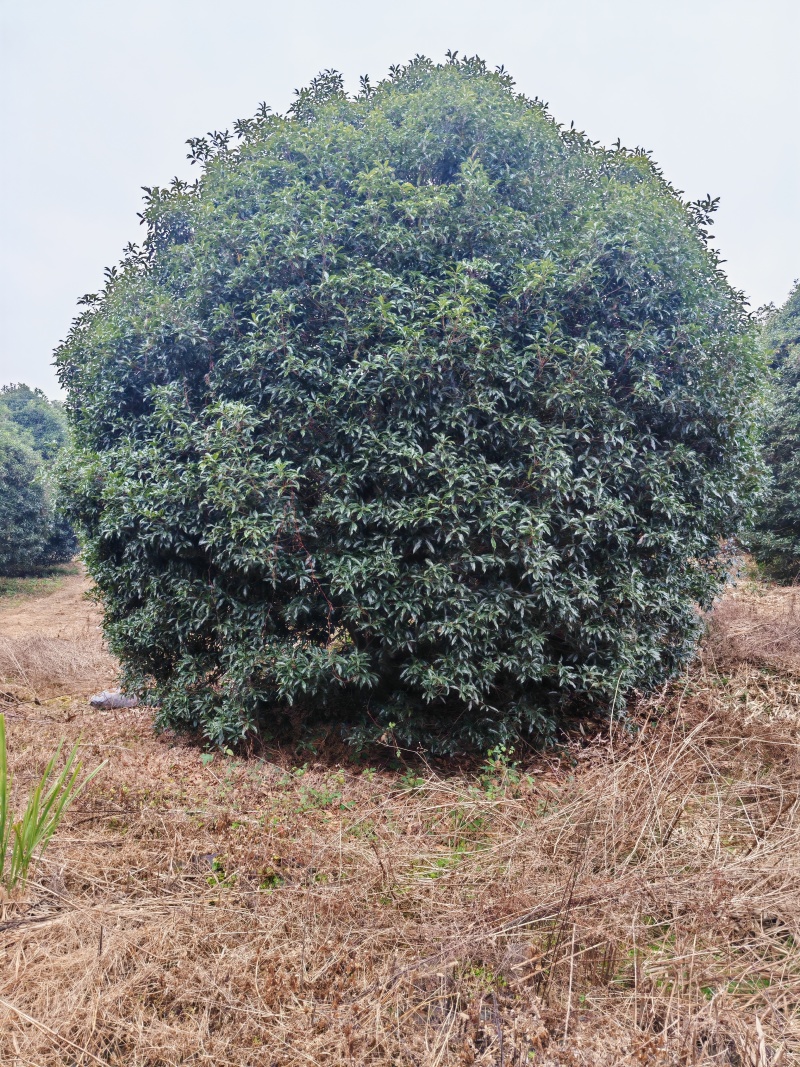10米冠桂花树