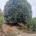 10米冠桂花树
