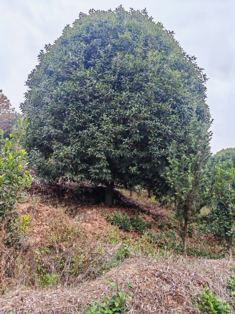 10米冠桂花树