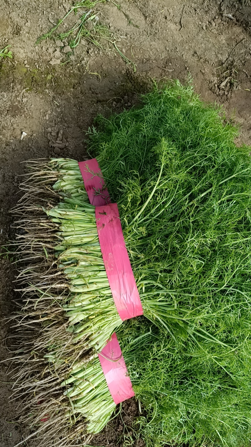 茴香茴香苗产地直供保证质量代发全国