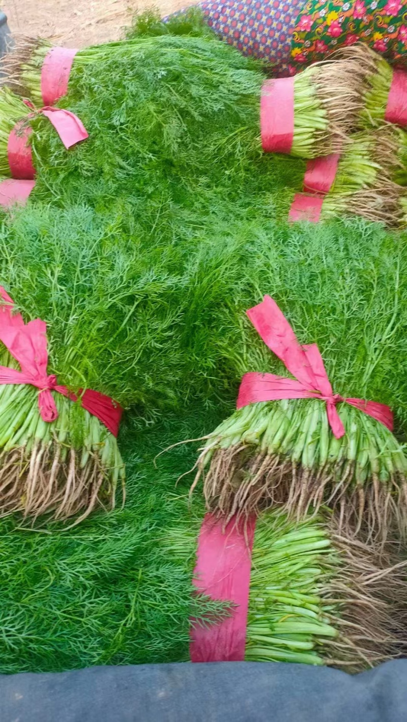 茴香茴香苗产地直供保证质量代发全国