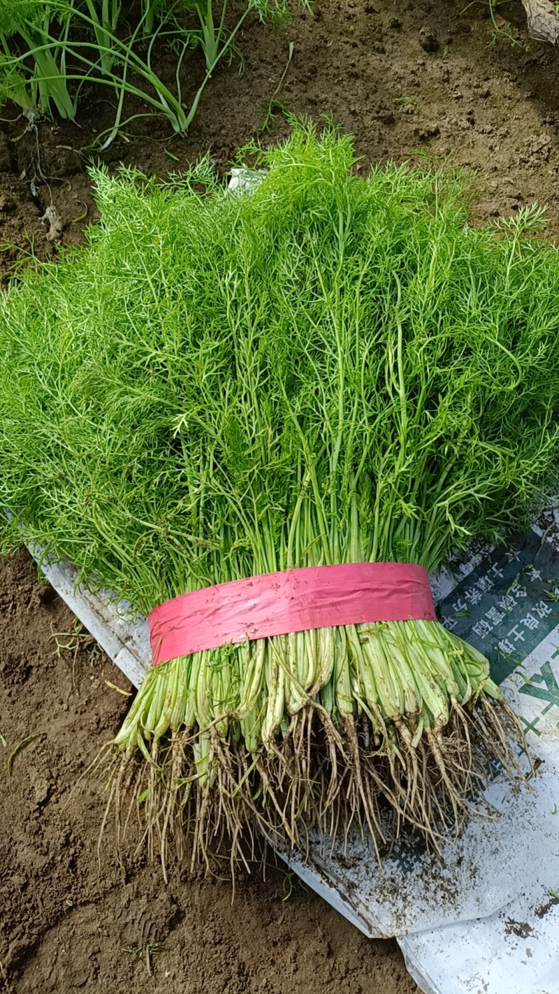 茴香茴香苗产地直供保证质量代发全国