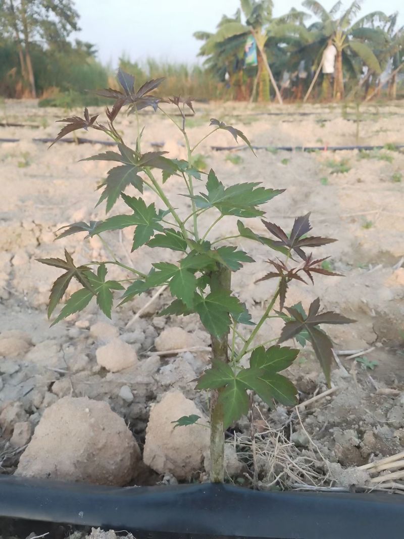药食同源七叶覆盆子苗