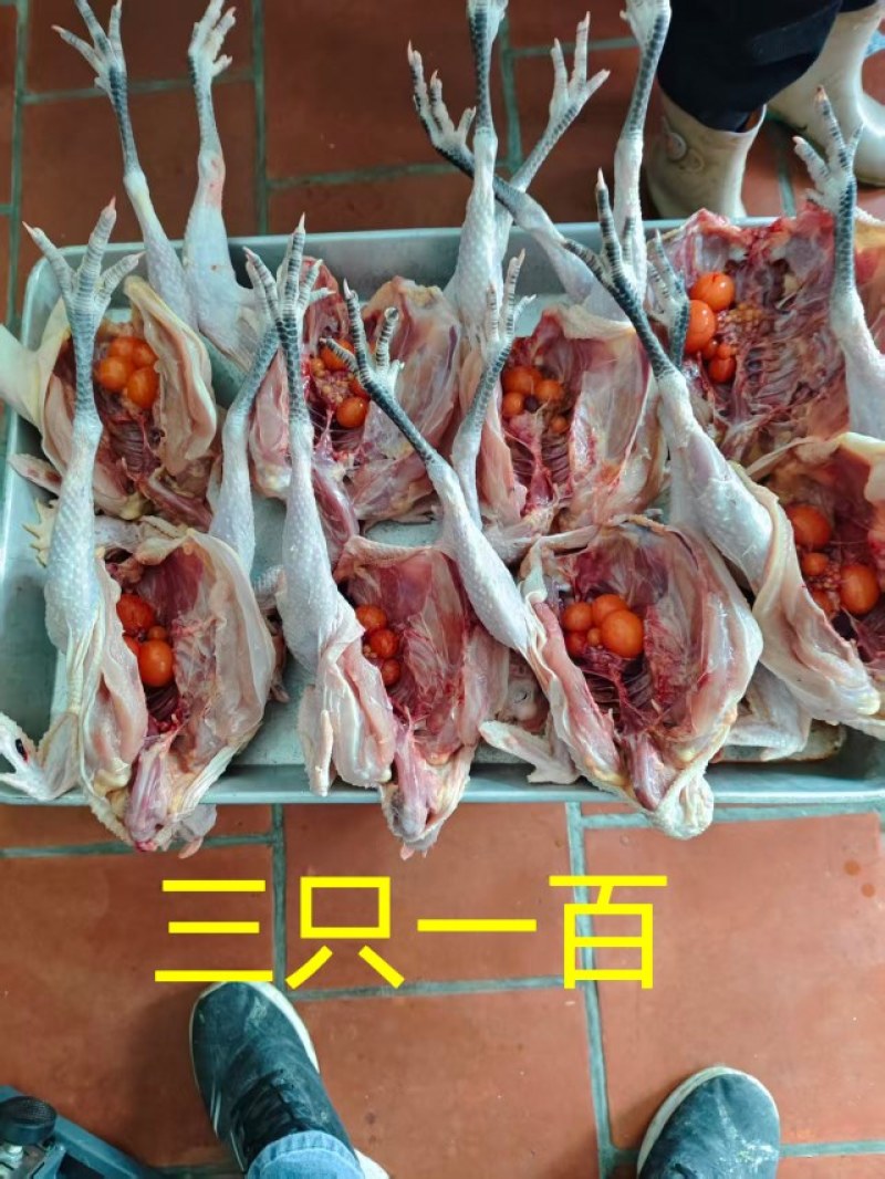 白条鸡2.正宗散养鸡鸭，谷物喂养，皮黄肉香，煲汤清甜、