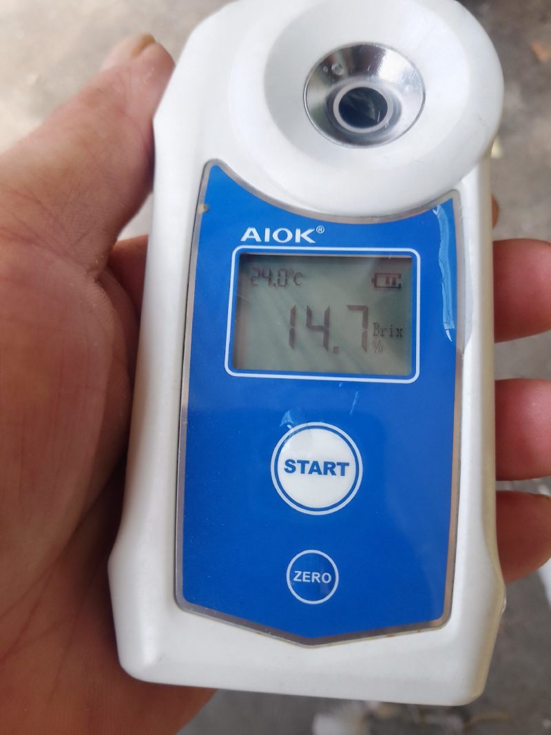 农户第一手货源，梅州正宗沙田柚。