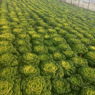 安徽蔬菜黄心菜