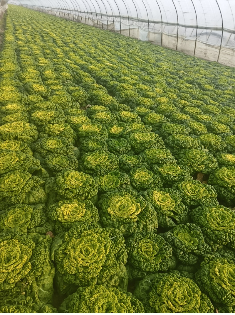 安徽蔬菜黄心菜