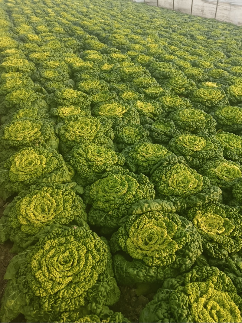安徽蔬菜黄心菜