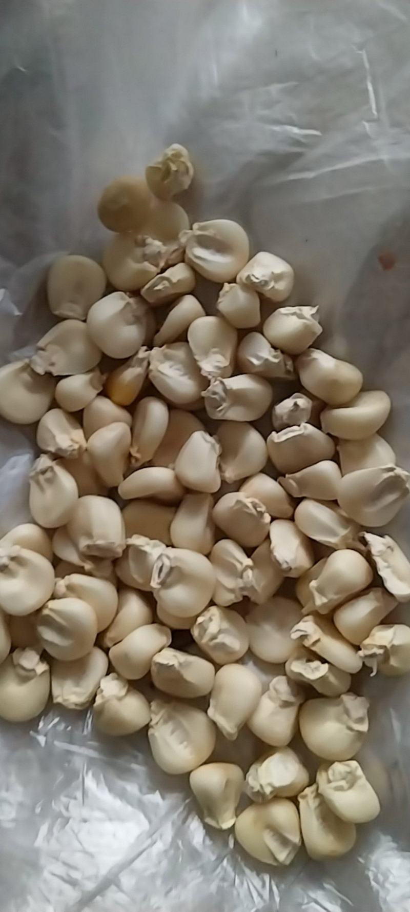 白糯玉米