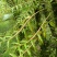 石斛鲜花饼—不上火，不伤胃，老少皆宜