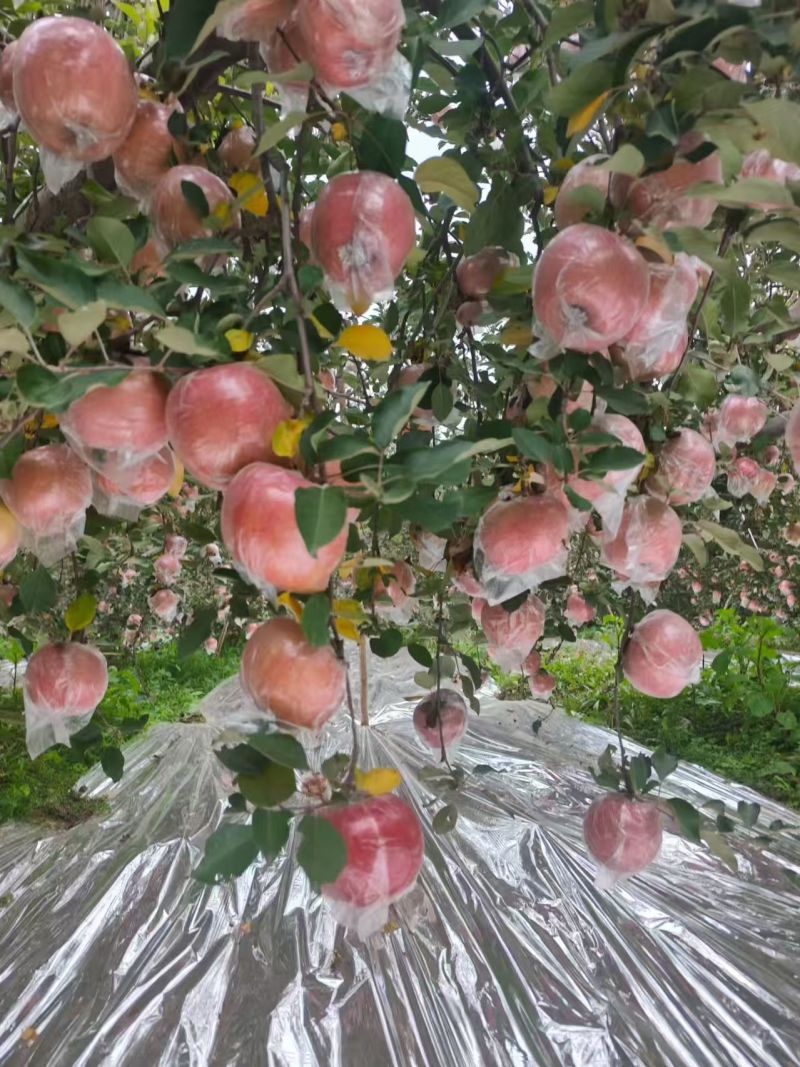 【丑苹果】山西运城红富士纸袋膜袋都有需要的客户联系
