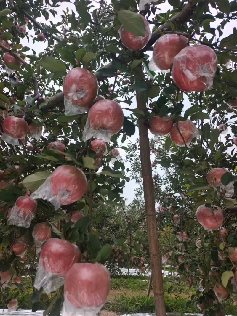 【丑苹果】山西运城红富士纸袋膜袋都有需要的客户联系