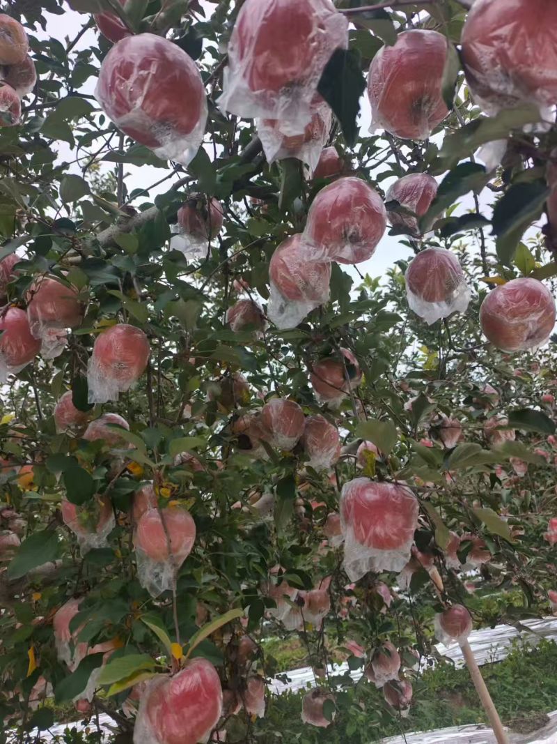 【丑苹果】山西运城红富士纸袋膜袋都有需要的客户联系