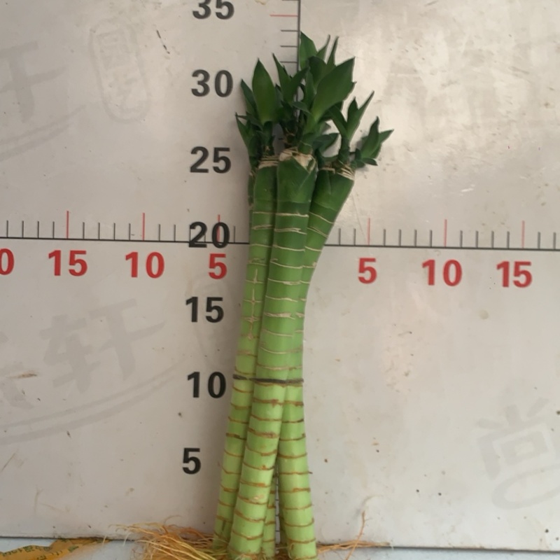 文昌竹25高