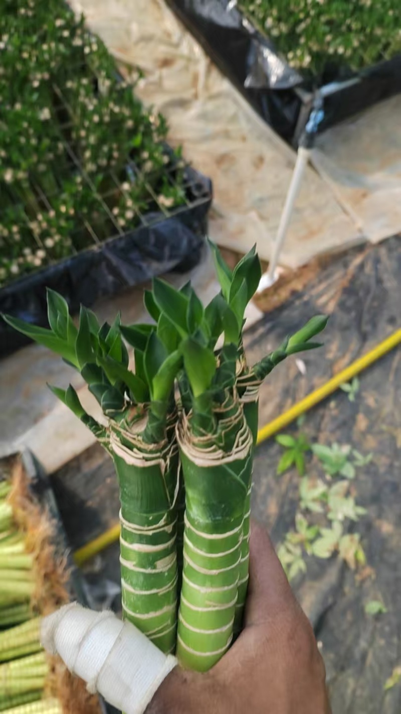 文昌竹25高