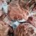 马肉