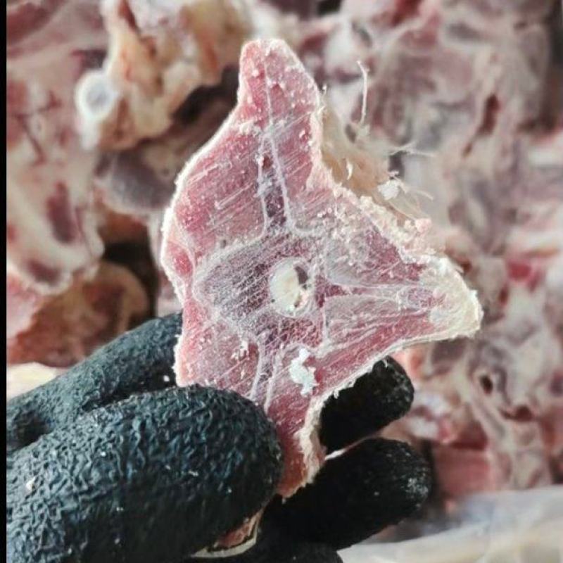 内蒙多肉羊蝎子
