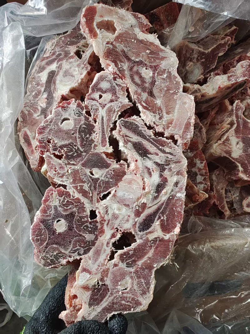 内蒙多肉羊蝎子