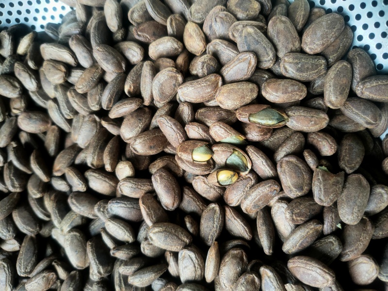 吊瓜子熟货散装颗粒饱满有多种口味
