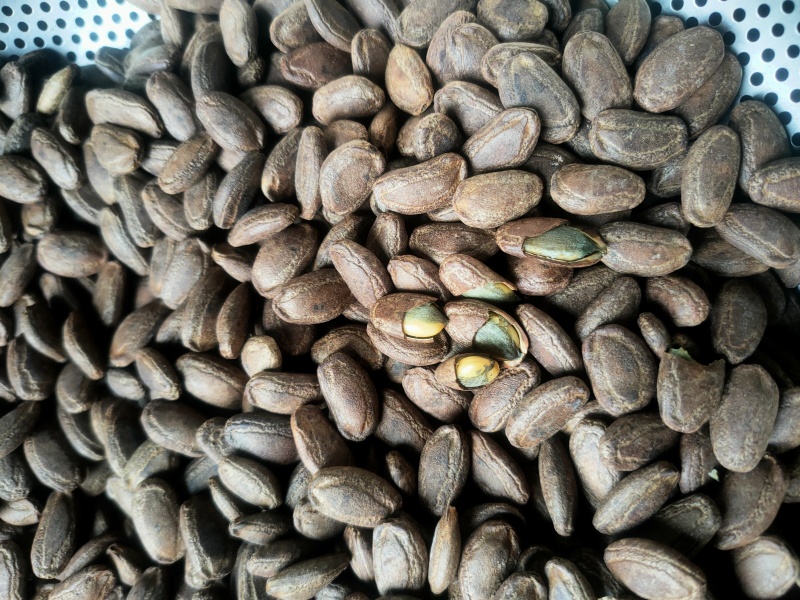 吊瓜子熟货散装颗粒饱满有多种口味
