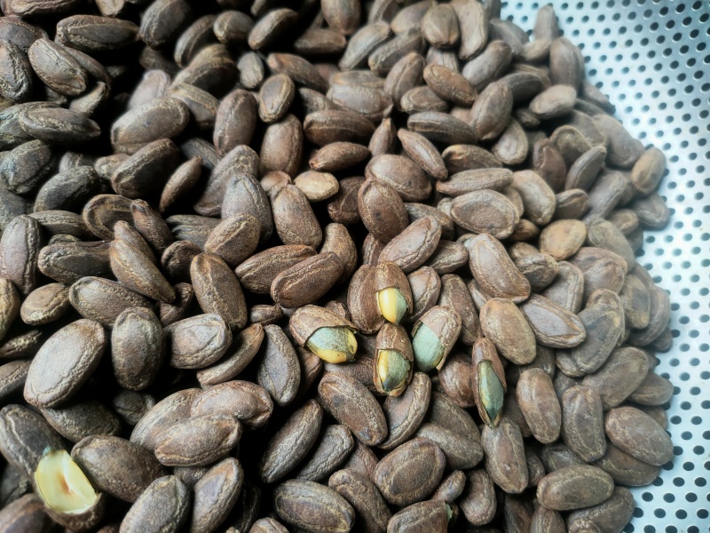 吊瓜子熟货散装颗粒饱满有多种口味