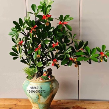 漳州网红款花卉盆景/一年四季可开花/量大价优