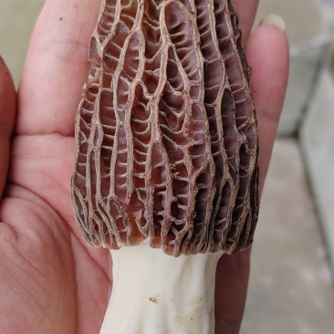 羊肚菌