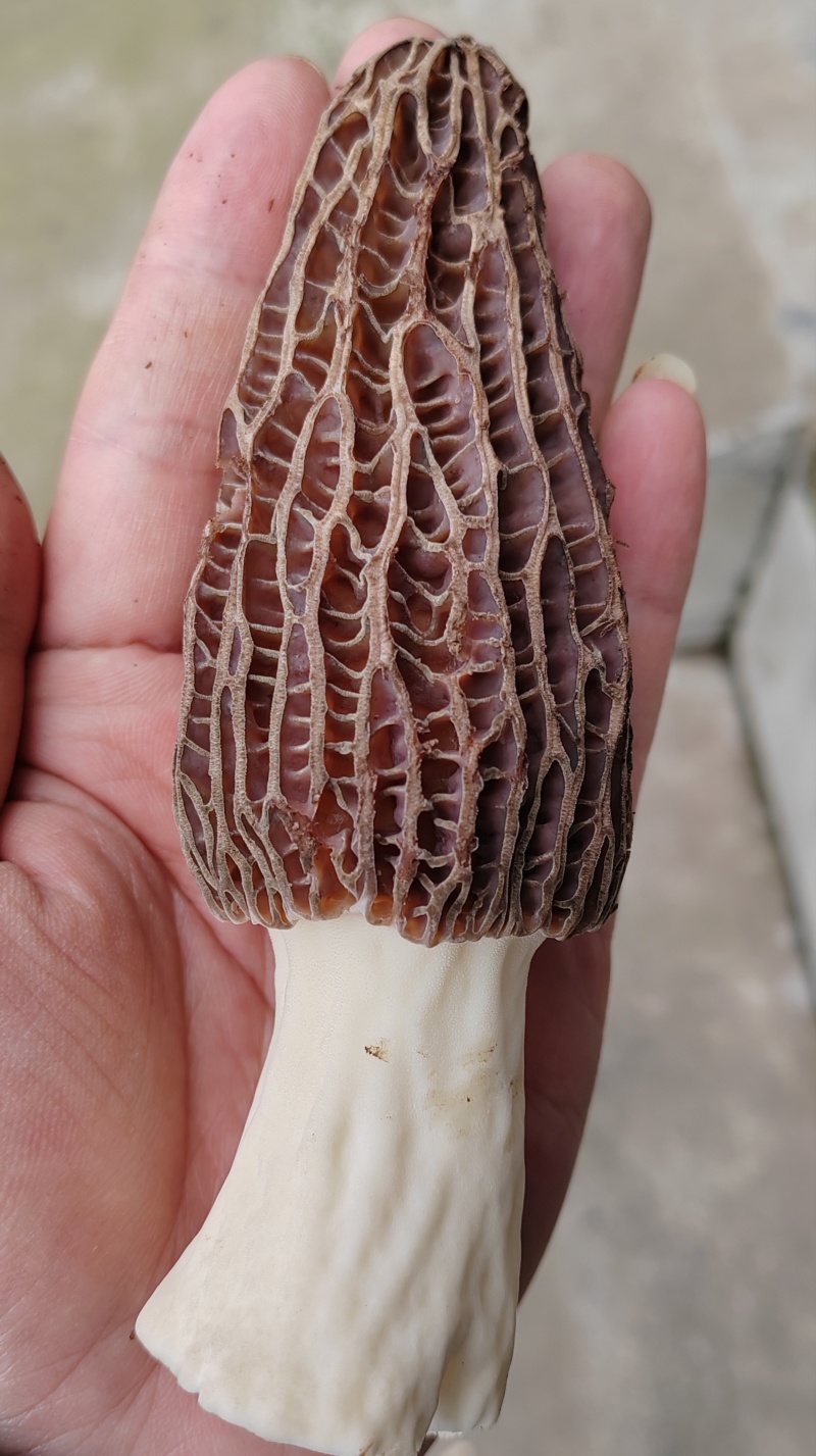 羊肚菌
