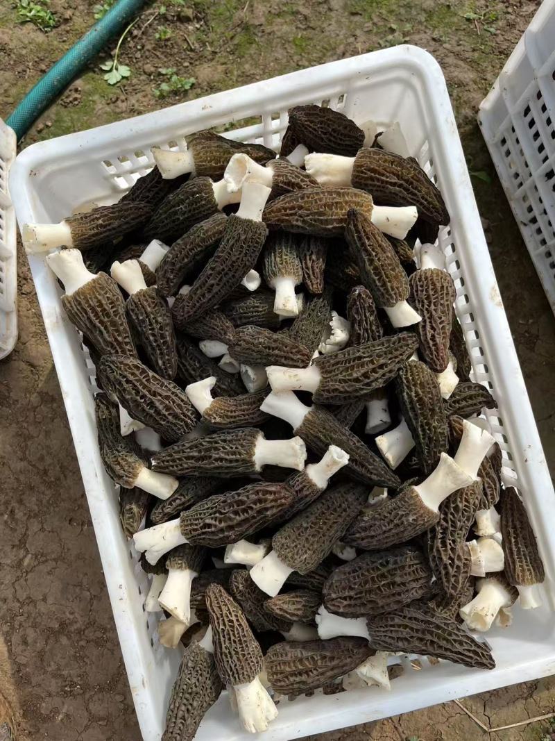 羊肚菌