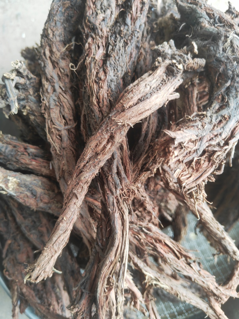 甘肃纯野生紫丹参，深山踩挖，多年生***丹参产地批发