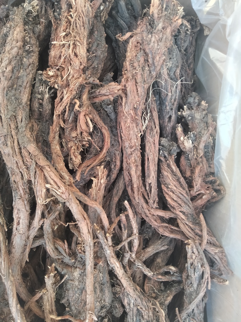 甘肃纯野生紫丹参，深山踩挖，多年生***丹参产地批发
