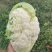 精品松花菜有机花产地一手货源对接商超电商市场