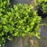 五加仑栀子花大小都有