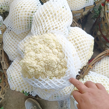 精品松花菜有机花产地一手货源对接商超电商市场