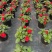 凤仙2加仑