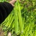 芹菜安徽精品芹菜大中小棵产地直供保质保量代发全国